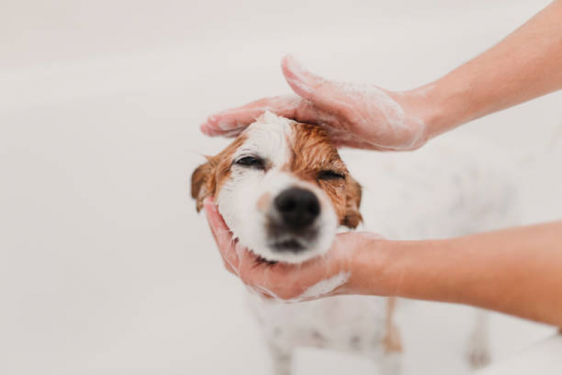Banho Natural para Pet Vicente Pires - Banho Natural para Cachorros