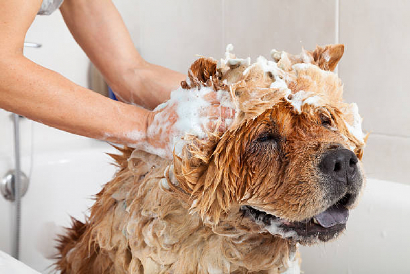 Banho Terapêutico Animal Clínica ZR Zona Residencial - Banho Terapêutico para Cachorro