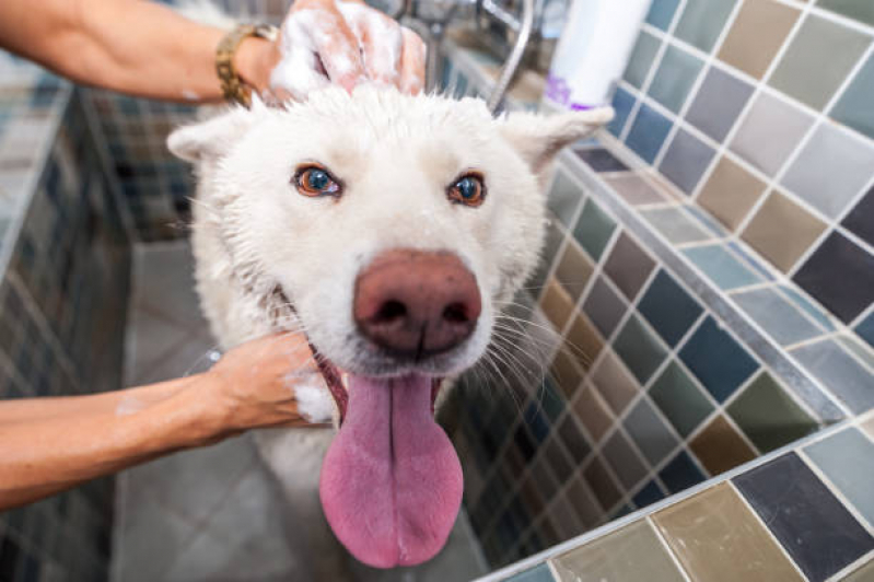 Banho Terapêutico Animal Setor Sudoeste - Banho Terapêutico para Animais Brasília