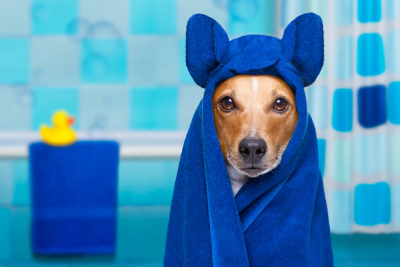Banho Terapêutico Cachorro Clínica Brasília - Banho Terapêutico para Cães