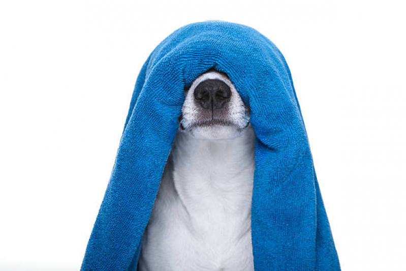 Banho Terapêutico Cachorro AVENIDA W3 - Banho Terapêutico para Animais