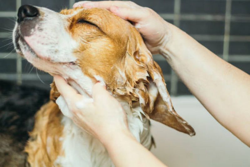 Banho Terapêutico Gato Clínica Lado Norte - Banho Terapêutico para Animais