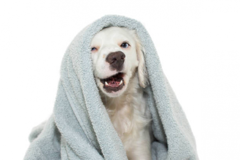 Banho Terapêutico Gato PARQUE TECNOLOGICO DE BRASILIA GRANJA DO TORT - Banho Terapêutico para Cães
