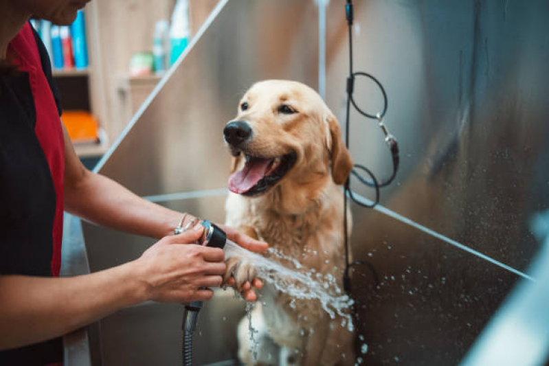 Banho Terapêutico para Animais Clínica Brasília - Banho Terapêutico para Pets
