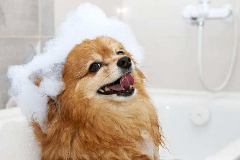 Banho Terapêutico para Animais de Estimação Cruzeiro Novo - Banho Terapêutico para Cachorro