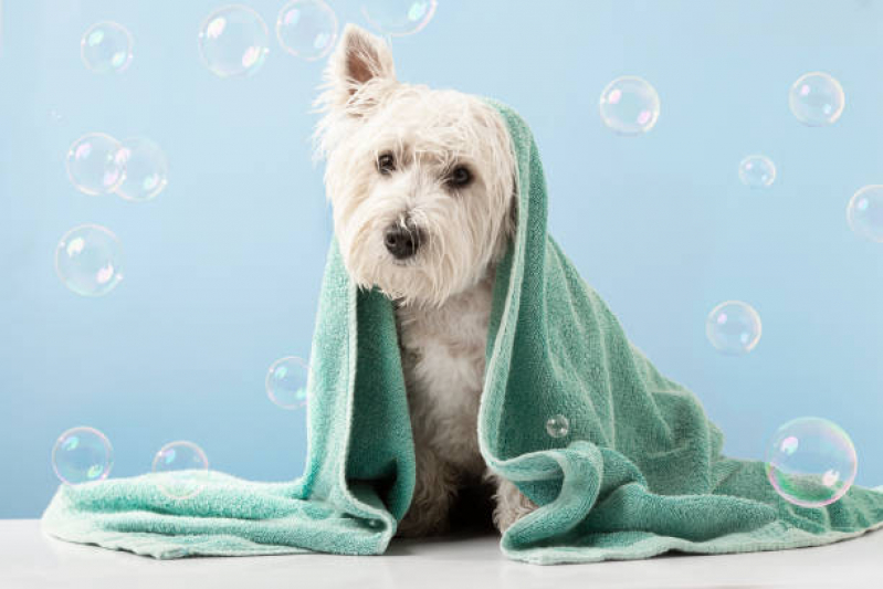 Banho Terapêutico para Animais W3 Norte - Banho Terapêutico para Gato