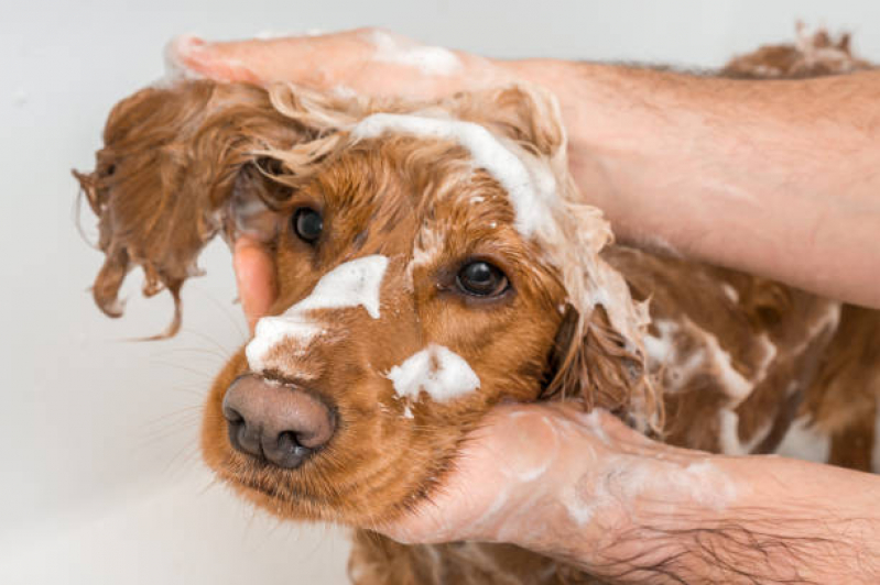 Banho Terapêutico para Cachorro Clínica Cruzeiro Velho - Banho Terapêutico para Cachorros