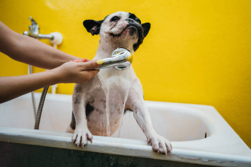 Banho Terapêutico para Cachorro Lago Oeste - Banho Terapêutico Animal