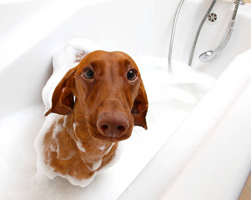 Banho Terapêutico para Cachorros Clínica Brasília - Banho Terapêutico Animal