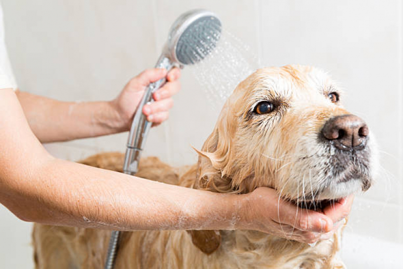 Banho Terapêutico para Cachorros Eixo Rodoviário Sul - Banho Terapêutico para Animais Brasília
