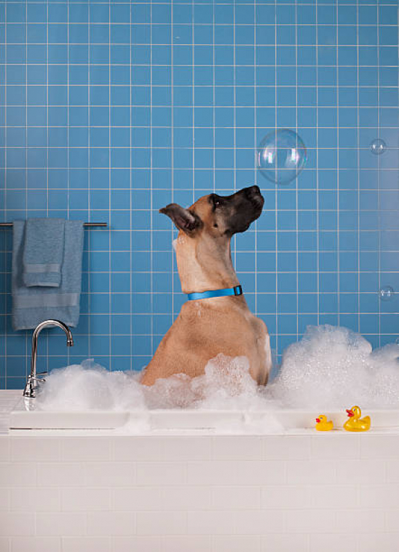 Banho Terapêutico para Cães Clínica SBN SETOR BANCÁRIO NORTE - Banho Terapêutico para Gatos