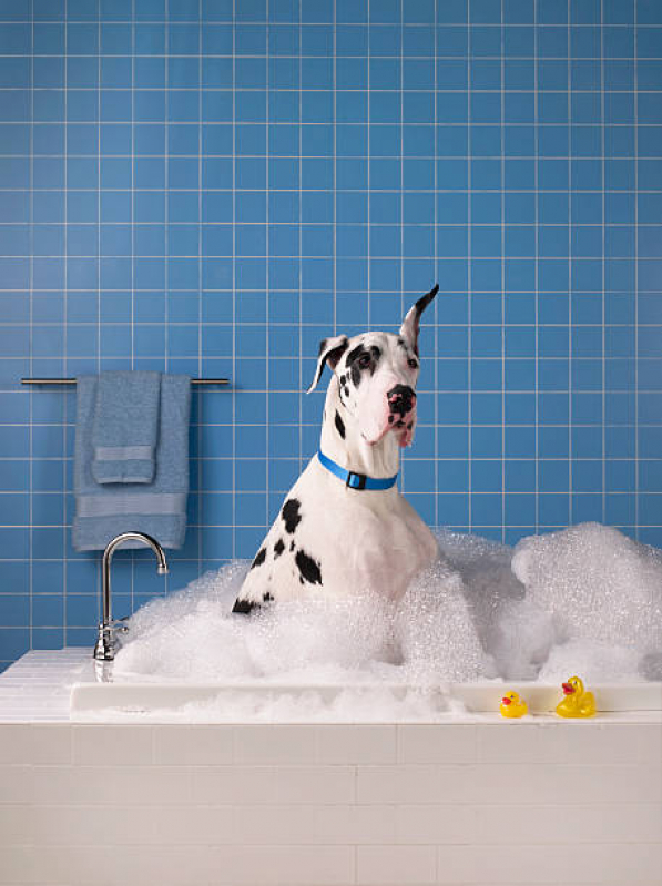 Banho Terapêutico para Gato Clínica Esplanada dos Ministérios - Banho Terapêutico Animal