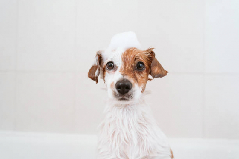Banho Terapêutico para Gato Sul Águas Claras - Banho Terapêutico para Cães