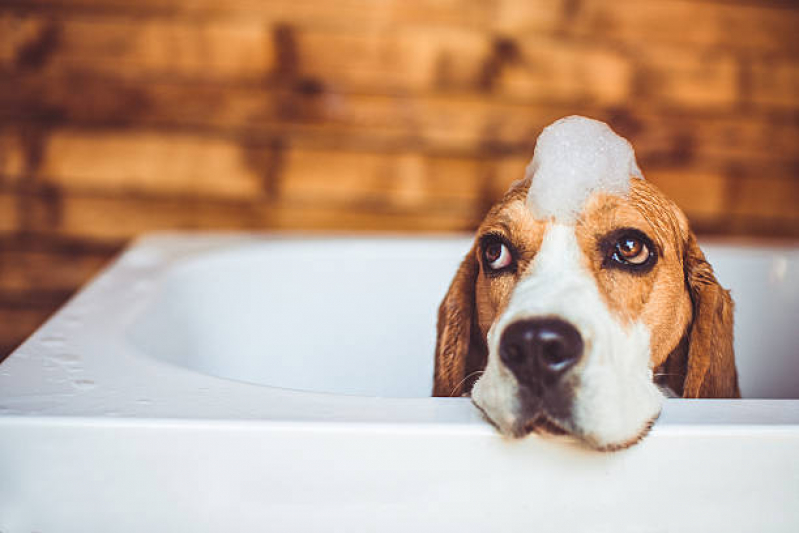 Banho Terapêutico para Pets Clínica Zona Industrial - Banho Terapêutico para Animais