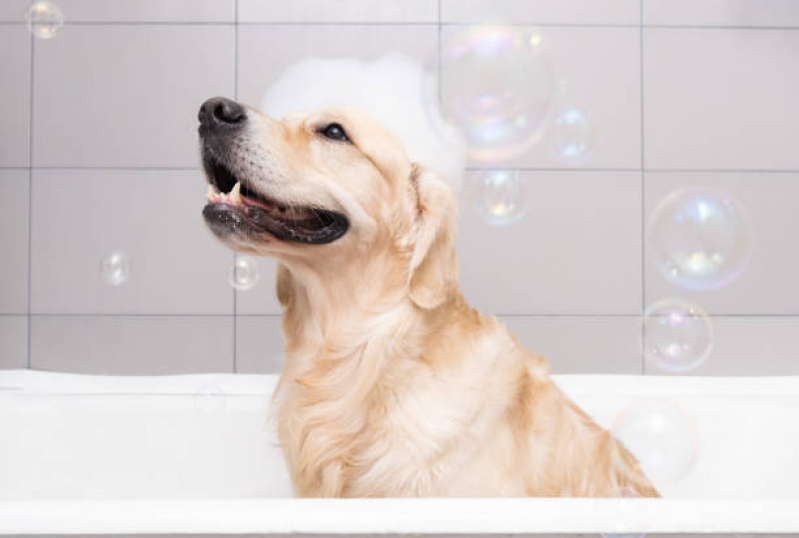 Banho Terapêutico para Pets PRAÇA DOS TRIBUNAIS PRAÇA DO BURITI SIG - Banho Terapêutico para Cachorro