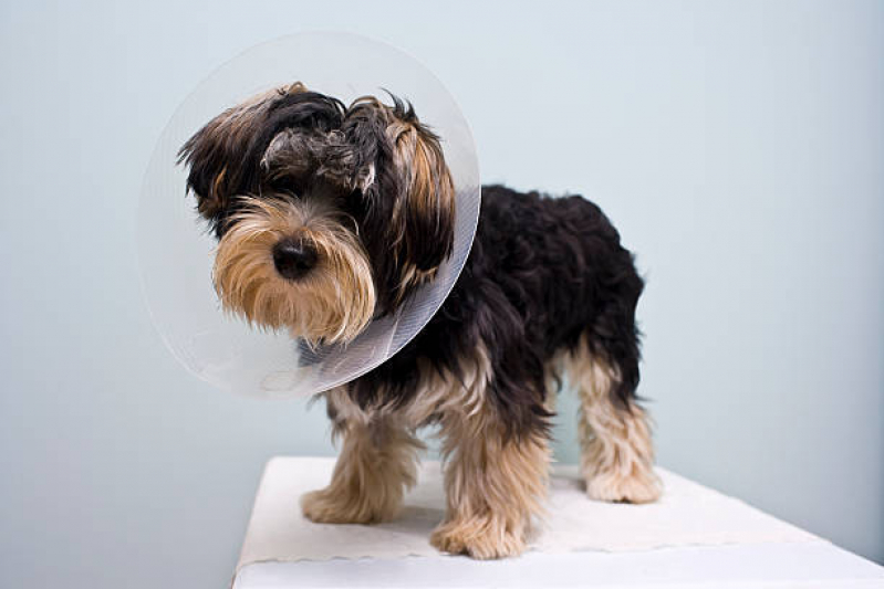 Cirurgia Animal Agendar Águas Claras - Cirurgia de Castração de Cachorro
