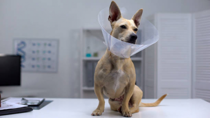 Cirurgia Animal Cruzeiro Velho - Cirurgia de Castração de Cachorro
