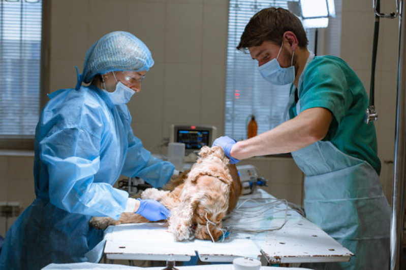Cirurgia Cardíaca Veterinária Agendar Sol Nascente - Cirurgia Geral Veterinária Lago Noroeste