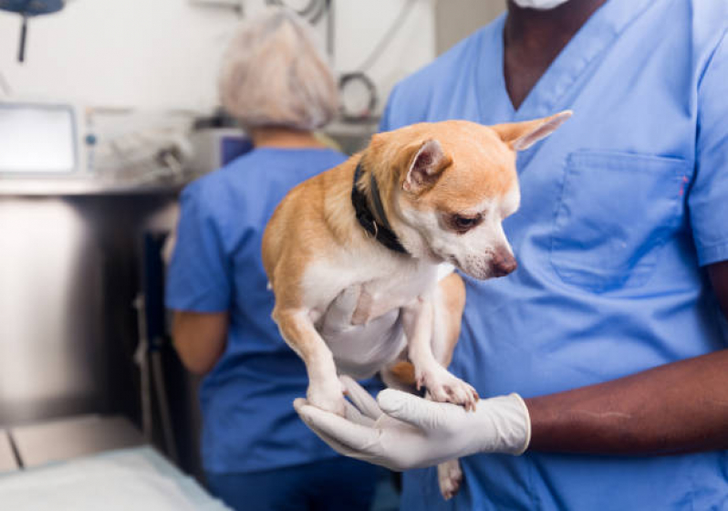 Cirurgia de Castração de Cachorro Norte Águas Claras - Cirurgia para Animais de Estimação