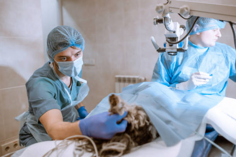 Cirurgia em Animais Agendar Esplanada dos Ministérios - Cirurgia em Animais Brasília
