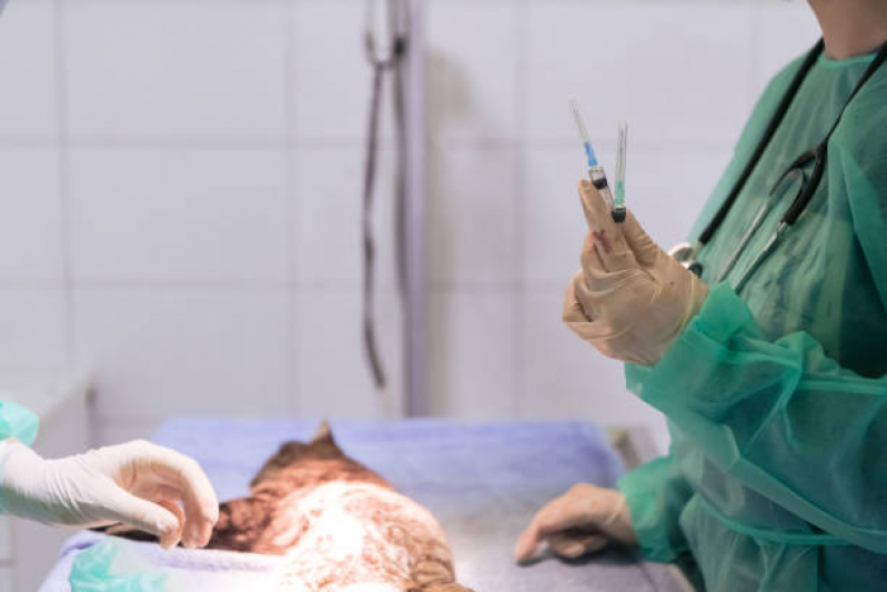 Cirurgia em Animais Cruzeiro Velho - Cirurgia de Castração de Cachorro