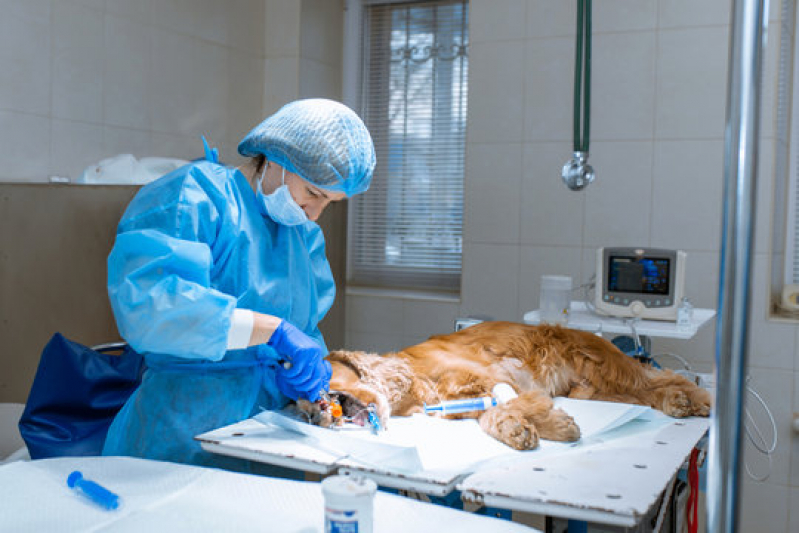 Cirurgia Geral Veterinária Marcar Asa Sul - Cirurgia Veterinária Asa Sul