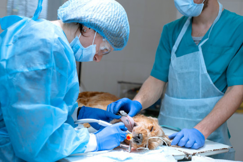 Cirurgia Medicina Veterinária Esplanada dos Ministérios - Cirurgia Veterinária Asa Sul