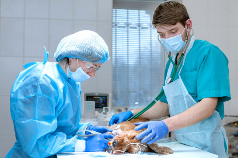 Cirurgia Oftalmica Veterinária Condomínio Ville de Montagne - Cirurgia Ortopedia Veterinária Lago Norte