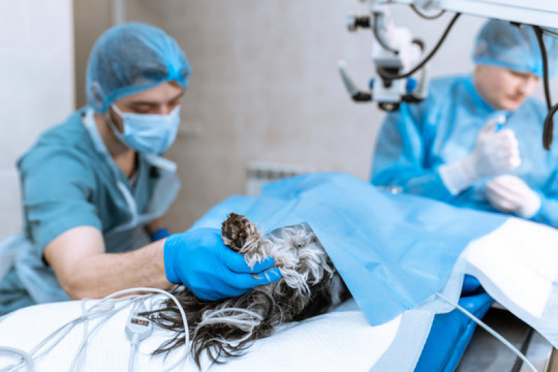 Cirurgia Ortopedia Veterinária Marcar Sobradinho - Cirurgia de Castração Veterinária Asa Sul