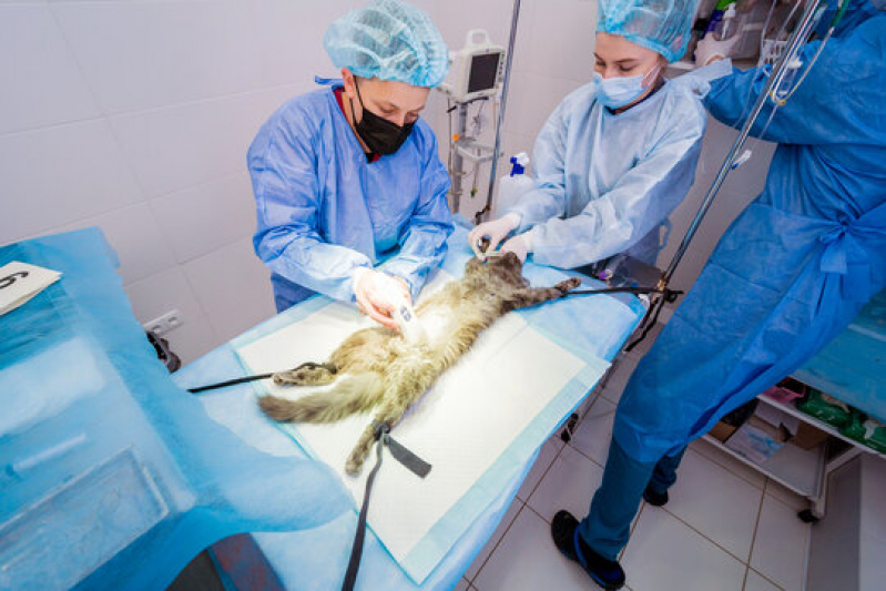 Cirurgia Ortopédica Veterinária Agendar Plano Piloto - Cirurgia Cardíaca Veterinária Lago Norte