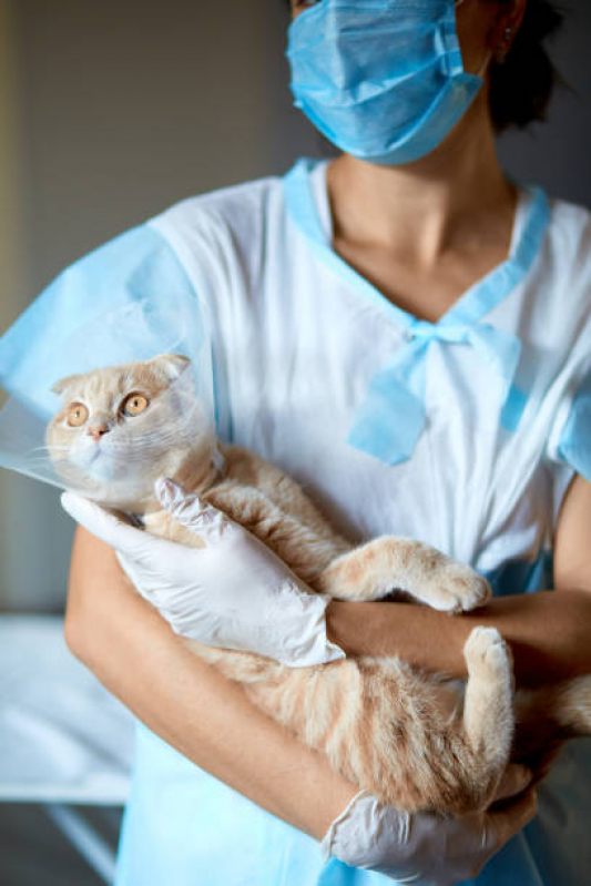 Cirurgia para Animais Domésticos Eixo L - Cirurgia de Castração para Gatos