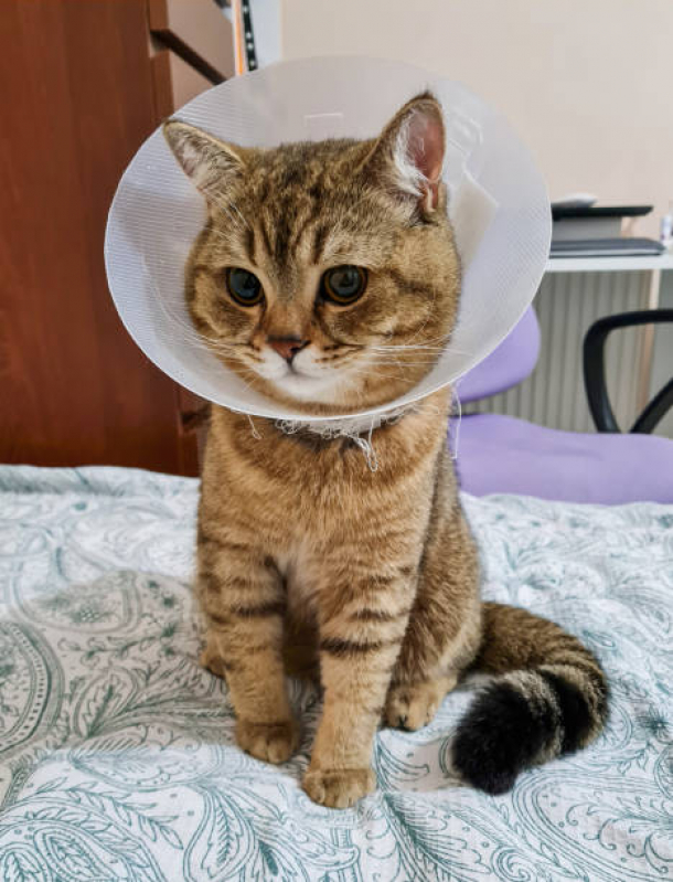 Cirurgia para Gatos Agendar Sobradinho - Cirurgia para Gatos