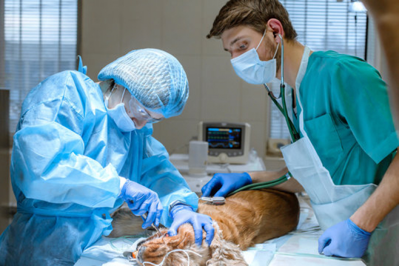 Cirurgia Reconstrutiva Veterinária Asa Sul - Cirurgia Medicina Veterinária Asa Norte