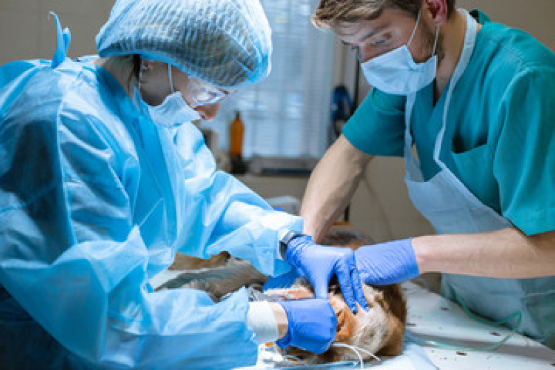 Cirurgia Veterinária Marcar BIOTIC - Cirurgia Ortopedia Veterinária Lago Norte