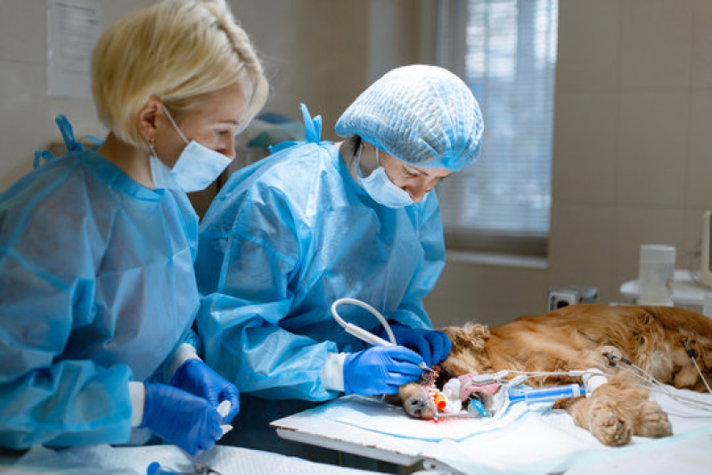cirurgia-oftalmica-veterinria-asa-sul