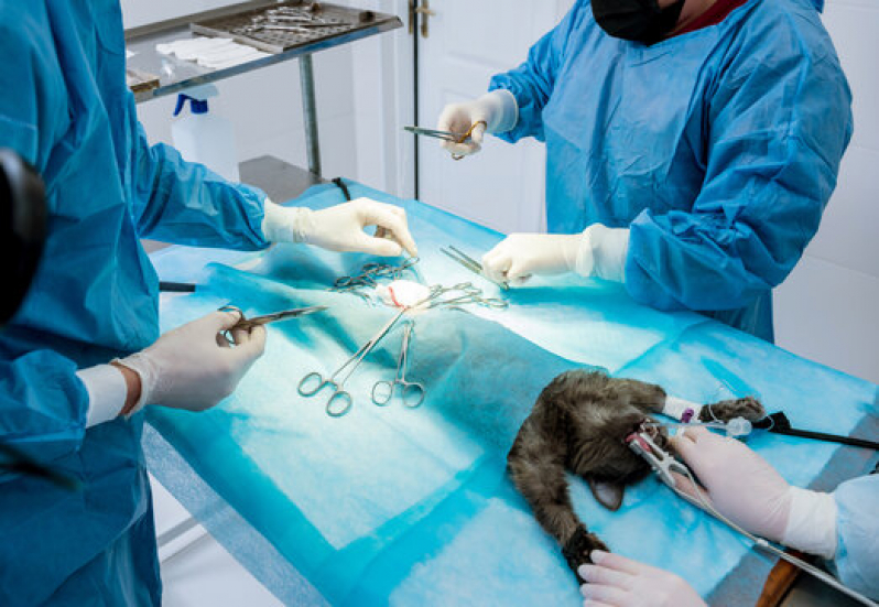 cirurgia-ortopdica-veterinria-lago-norte