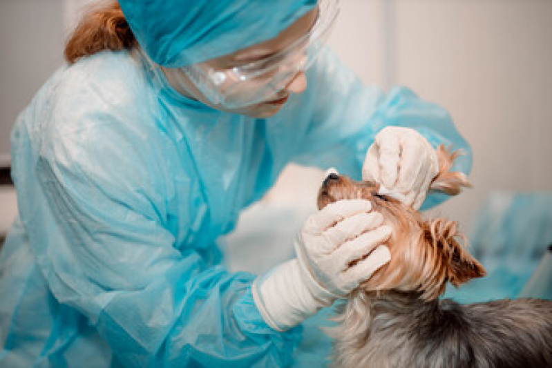 cirurgia-veterinria-asa-sul