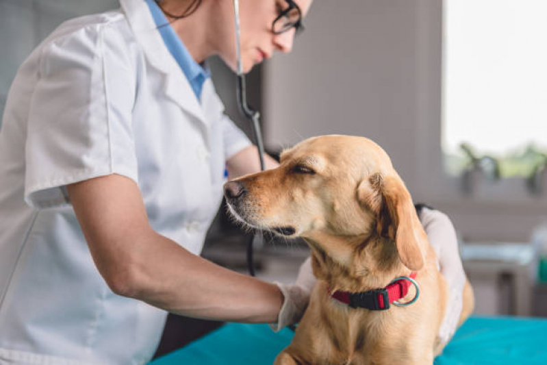 Clínica Cirúrgica Veterinária Endereço Sobradinho - Clínica Cirúrgica Veterinária Lago Noroeste