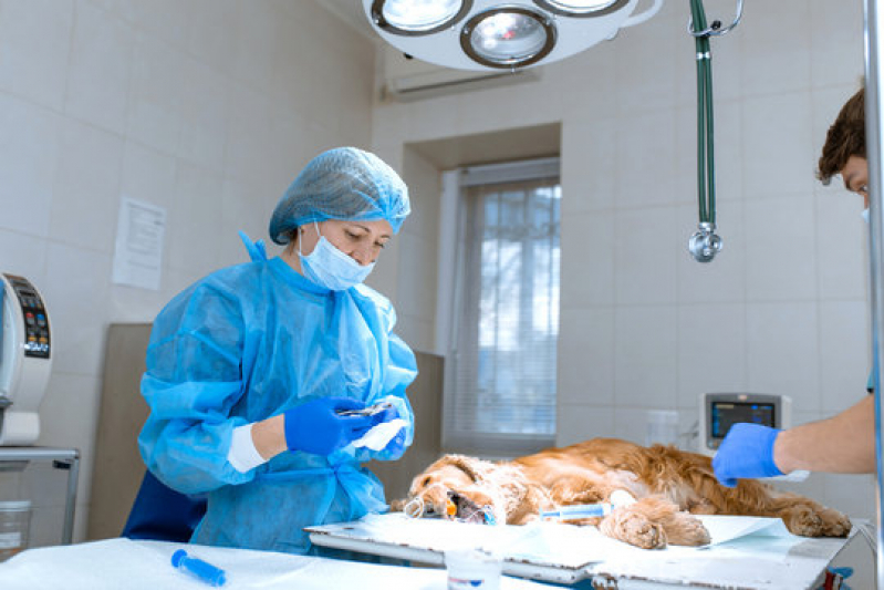 Clínica de Cirurgia Ortopedia Veterinária SETOR DE HOTEIS E TURISMO NORTE - Cirurgia Oftalmológica Veterinária Lago Noroeste