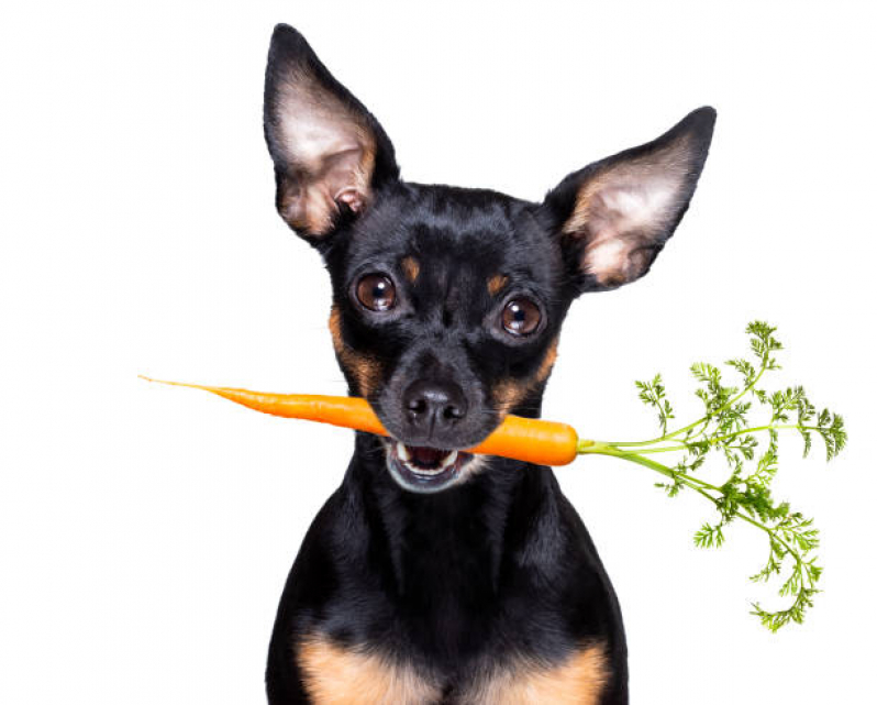 Clínica Especializada em Alimentação Natural para Cachorros PTP Praça dos Três Poderes - Alimentação Natural para Cães Idosos
