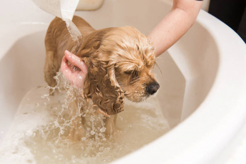 Clínica Especializada em Banho Natural Cachorro Jockey Club - Banho Natural para Animais de Estimação