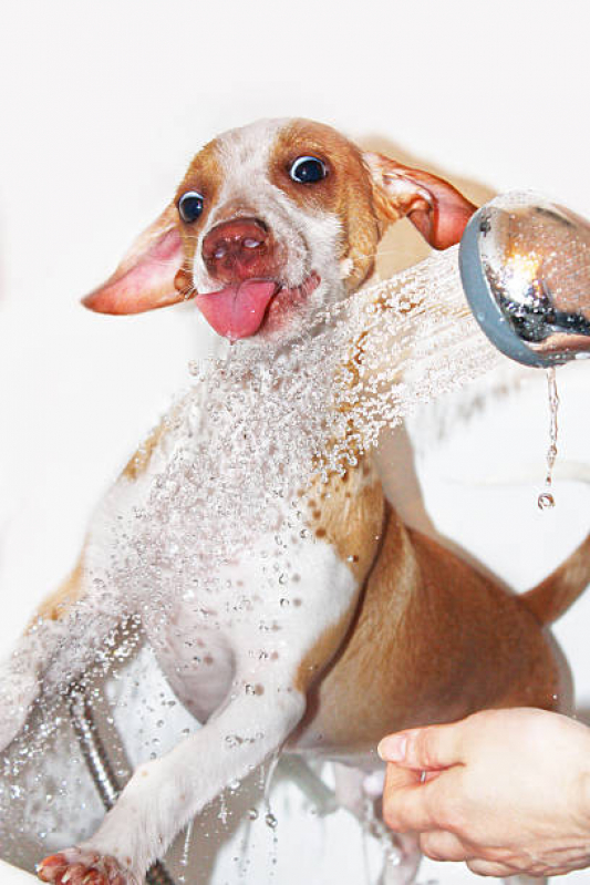 Clínica Especializada em Banho Natural Gato ZR Zona Residencial - Banho Natural para Cachorros