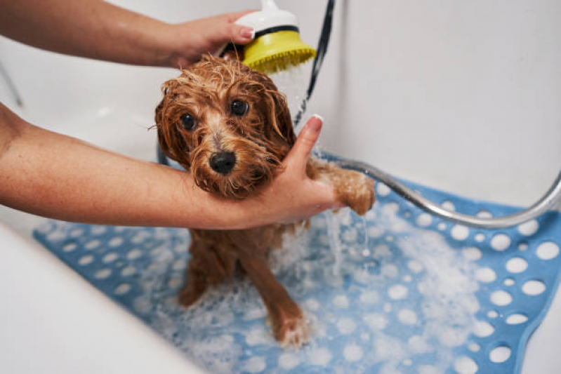 Clínica Especializada em Banho Natural para Cachorro SBN SETOR BANCÁRIO NORTE - Banho Natural para Cachorros