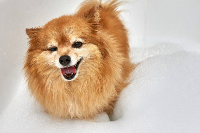 Clínica Especializada em Banho Natural para Cachorros e Gatos Condomínio Quintas da Alvorada - Banho Natural para Cachorro