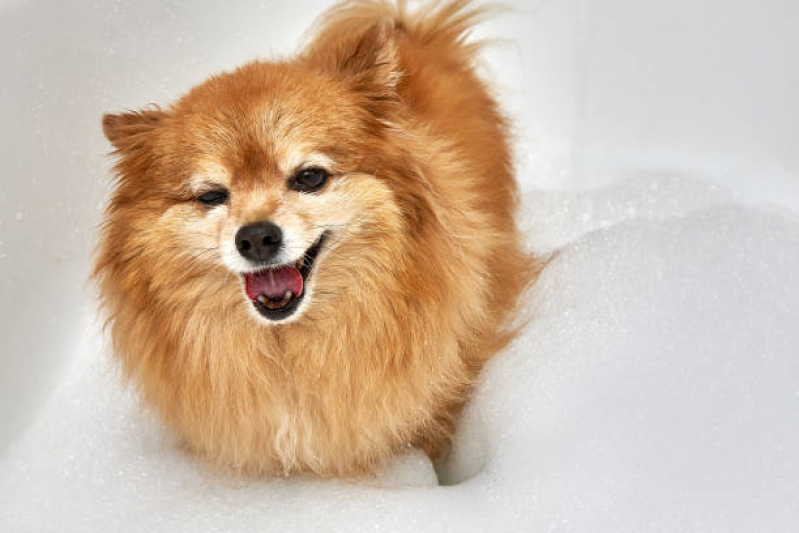 Clínica Especializada em Banho Natural para Cachorros e Gatos Núcleo Bandeirante - Banho Natural para Animais Brasília