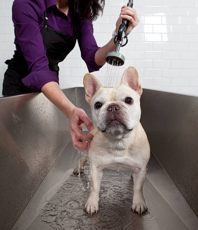 Clínica Especializada em Banho Natural para Cachorros Águas Claras - Banho Natural para Animais