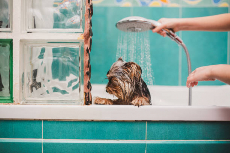 Clínica Especializada em Banho Natural para Cães e Gatos Condomínio Ville de Montagne - Banho Natural para Animais Brasília