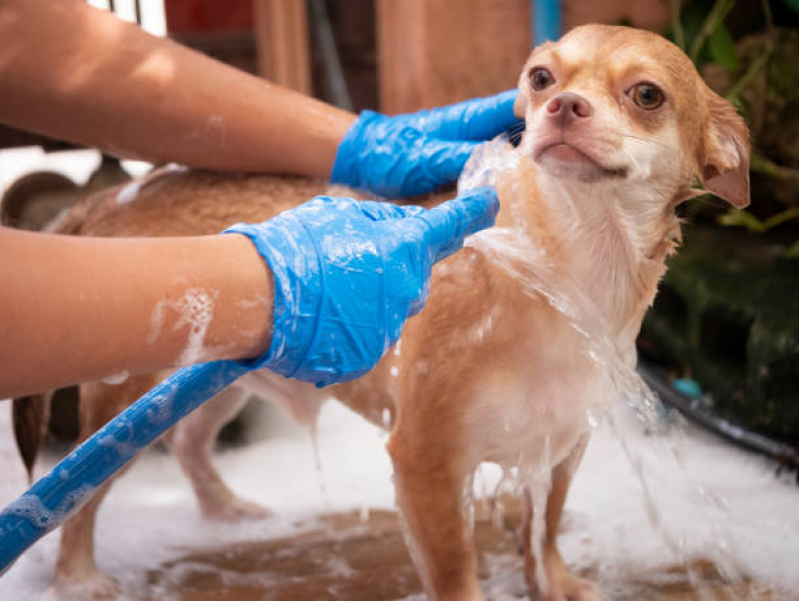 Clínica Especializada em Banho Natural para Gato Avenida das Nações - Banho Natural para Pet