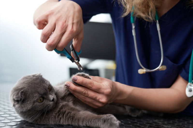 Clínica Especializada em Banho Natural para Gatos SIG Setor de Indústrias Gráficas - Banho Natural para Animais de Estimação