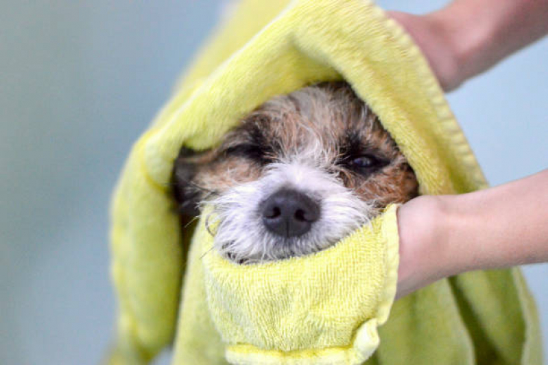 Clínica Especializada em Banho Natural para Pet Guara - Banho Natural para Cachorros